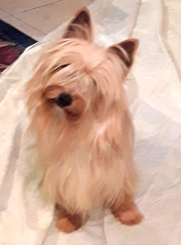 Shimmertime yorkies best sale